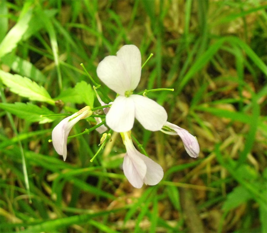 Dal Gargano, Cardamine bulbifera